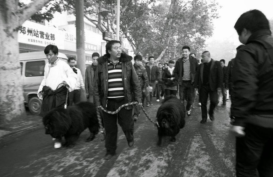 Unrestrained Chaos - Tragic Confrontation with a Tibetan Mastiff!